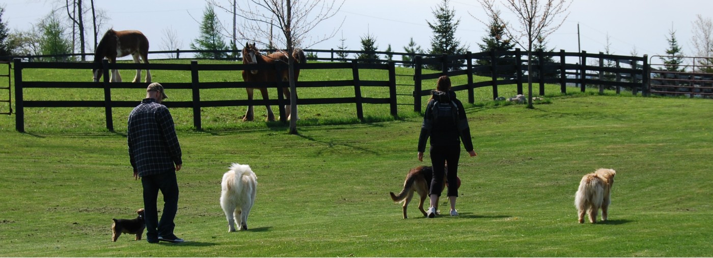 Off-Leash Dog Training in Burlington, Ontario