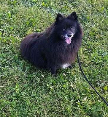 dog training at the park in Burlington