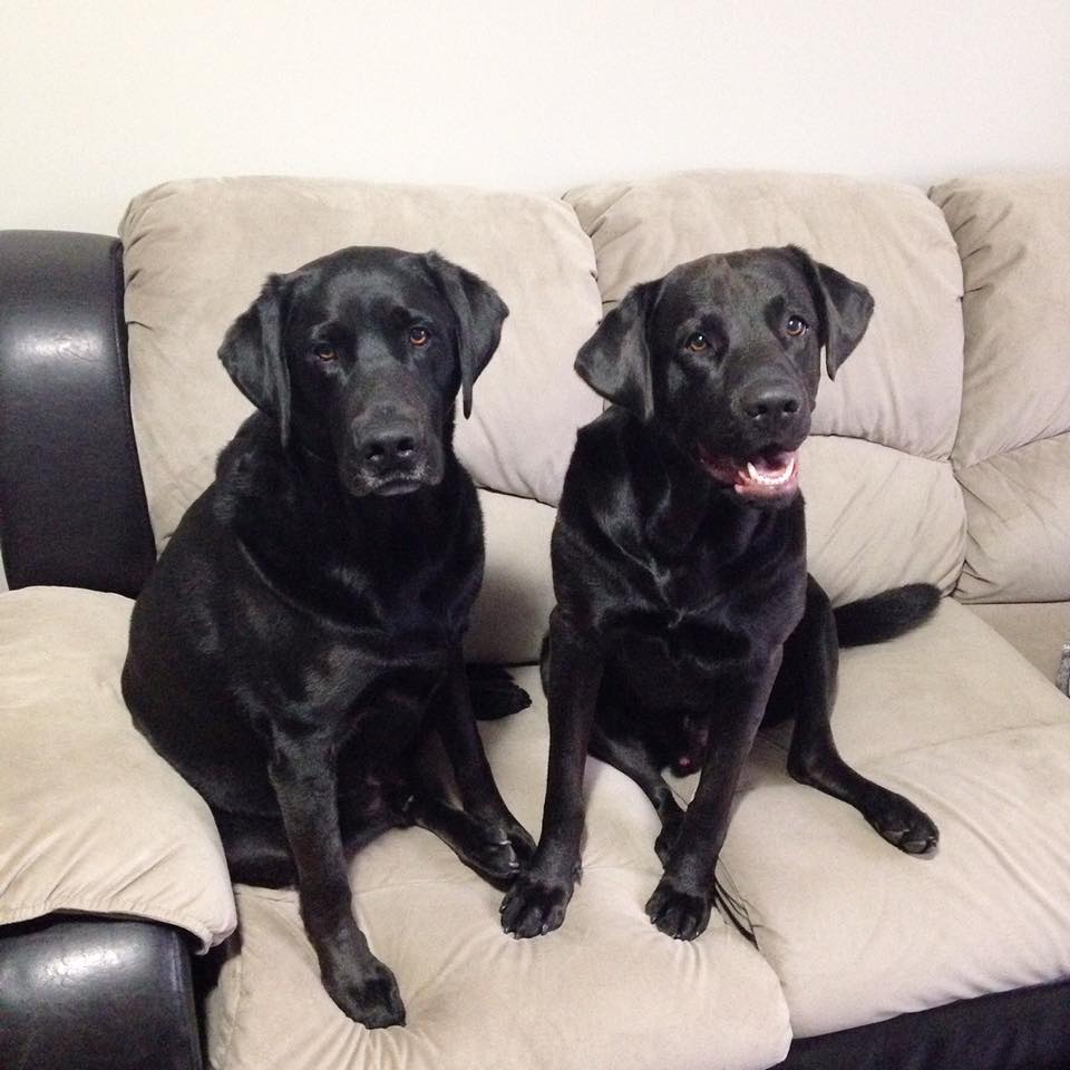 black lab mix training in binbrook