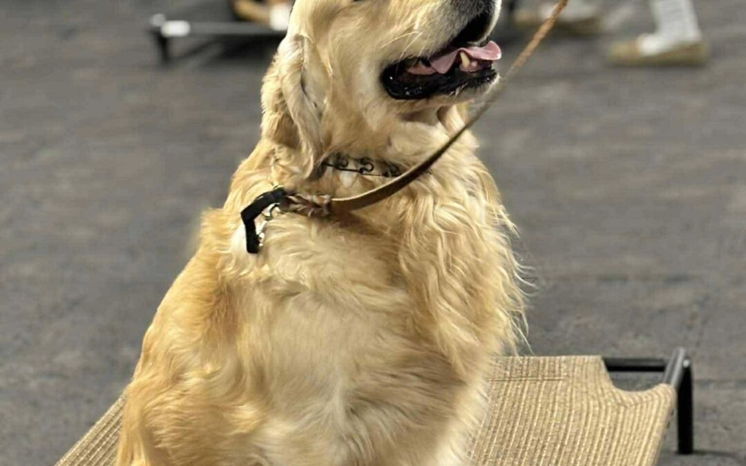 What is Leadership in Dog Training?