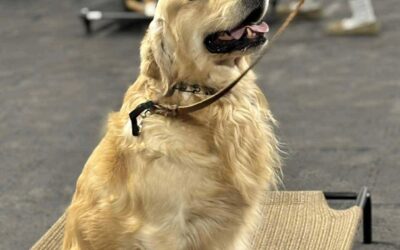 What is Leadership in Dog Training?