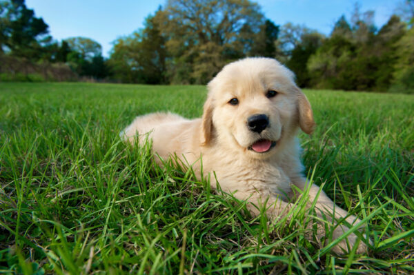 puppy_training