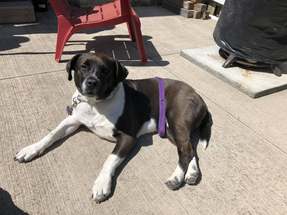 Lexi the Bully mix