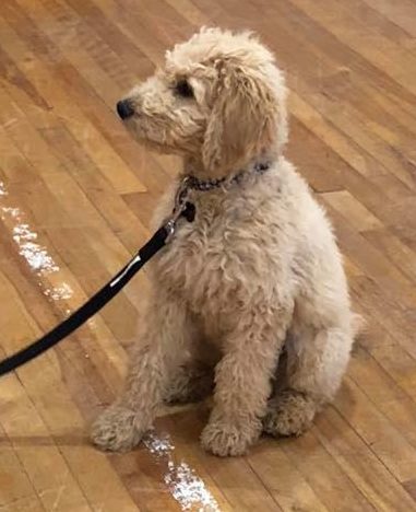 Archie blossoming through Puppy