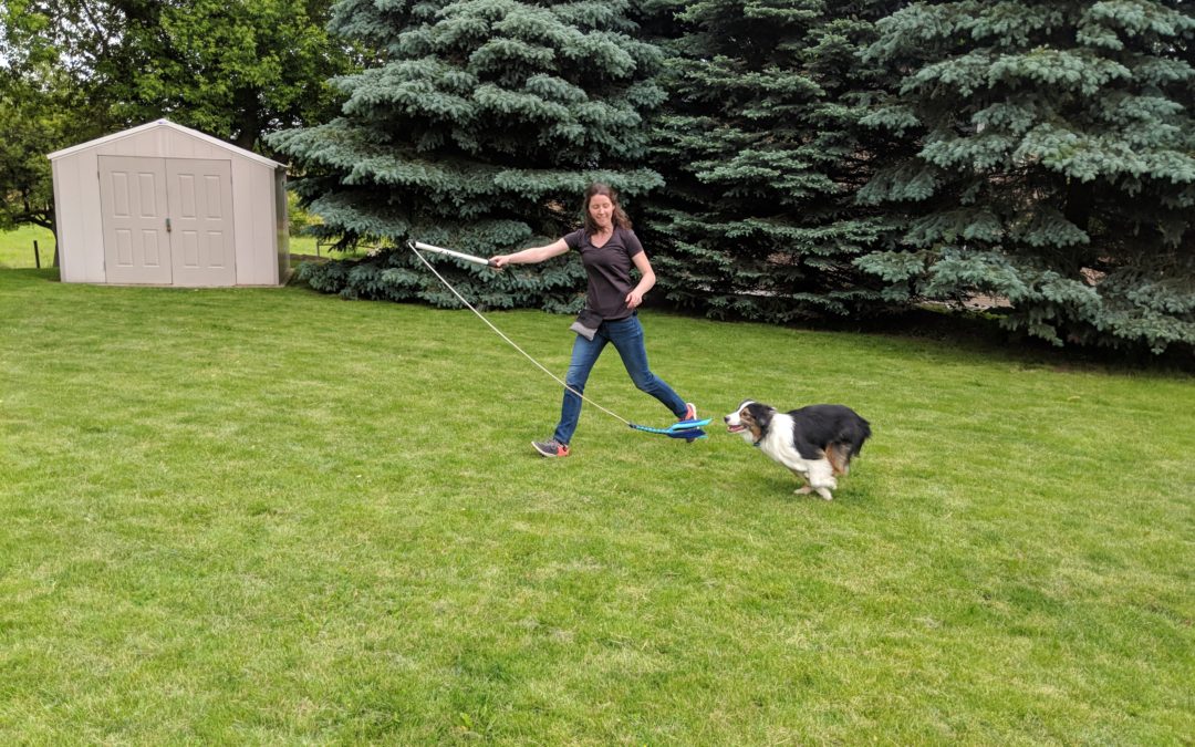 Dog Training in Hamilton, ON: Having Fun While Training