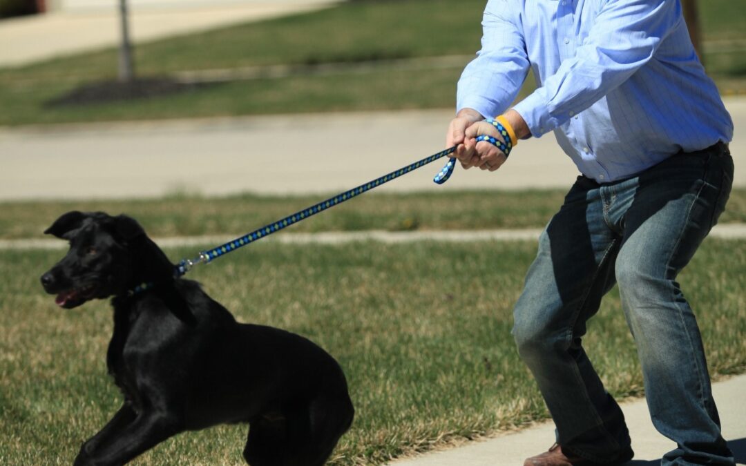 How to Fix Leash Reactivity