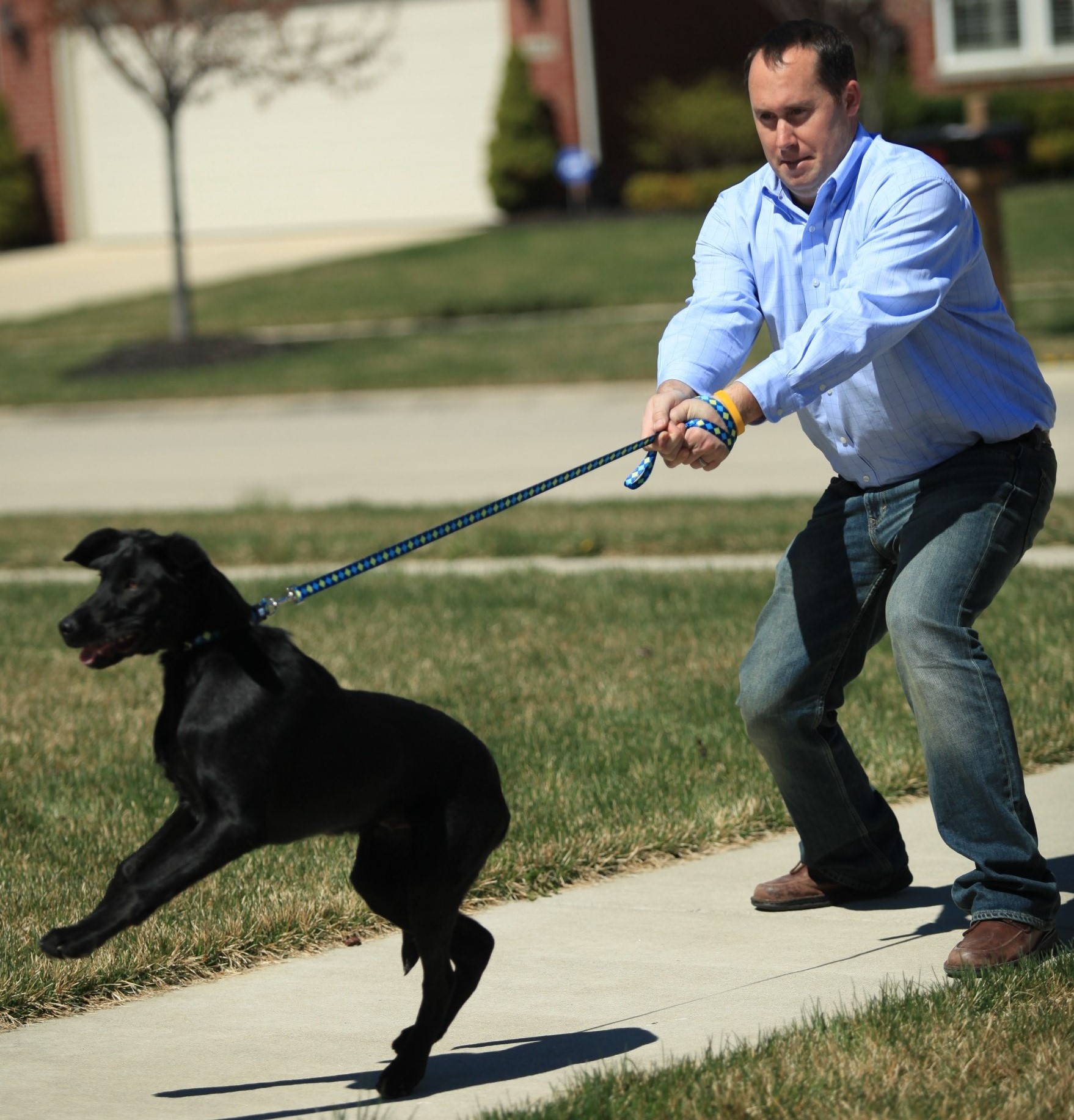 dog reactivity