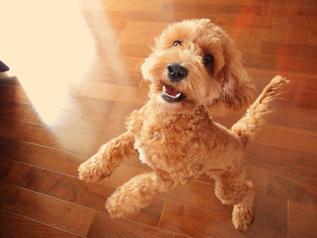 dog trick training dog trick training