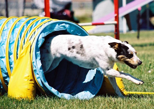 MixedBreedAgilityTunnel_wb dog agility