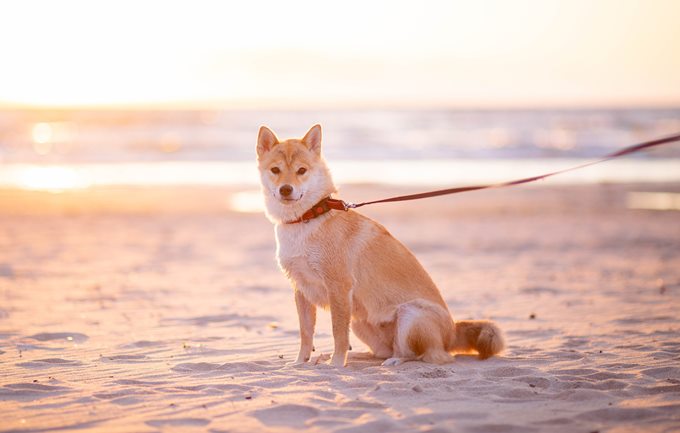 Public Access Testing for Service Dogs in Training