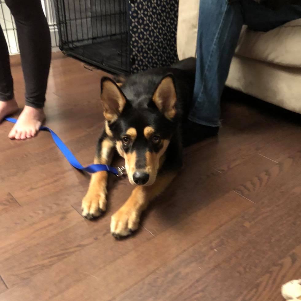 Rescue dog training Burlington