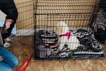 To Crate Your Dog or Not: Why Crate Training Matters