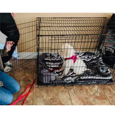 To Crate Your Dog or Not: Why Crate Training Matters