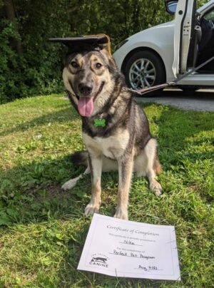 Dog Training Brantford