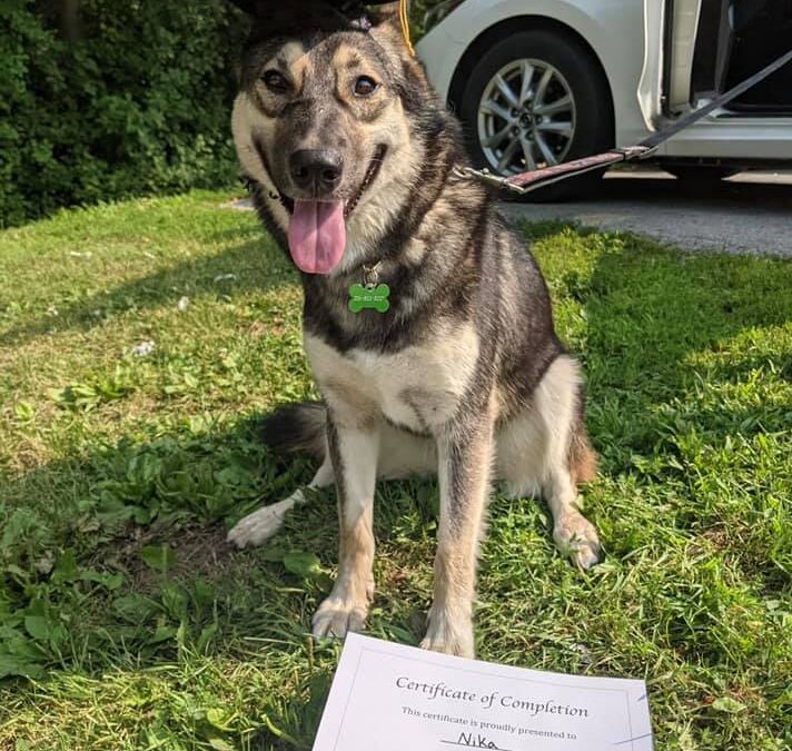 Nika the Husky Mix