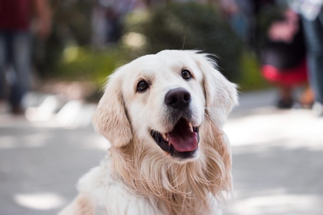 golden retriever training