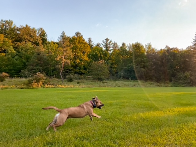 dog running off leash in field