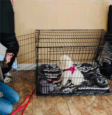 puppy-training-2 puppy-training-2