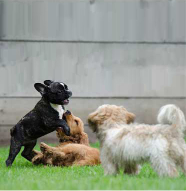 Puppies playing and socializing