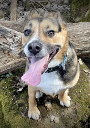 Hachet the Anxious Rescue Dog Training Success
