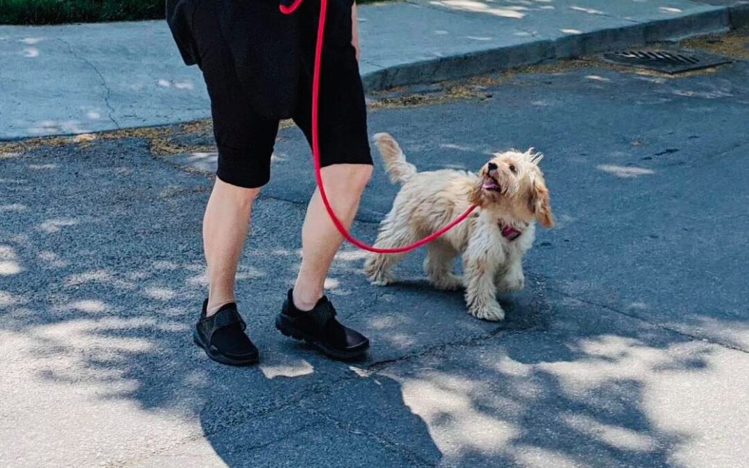 Say No to Flexi Leads: Why Retractable Leashes Are Risky