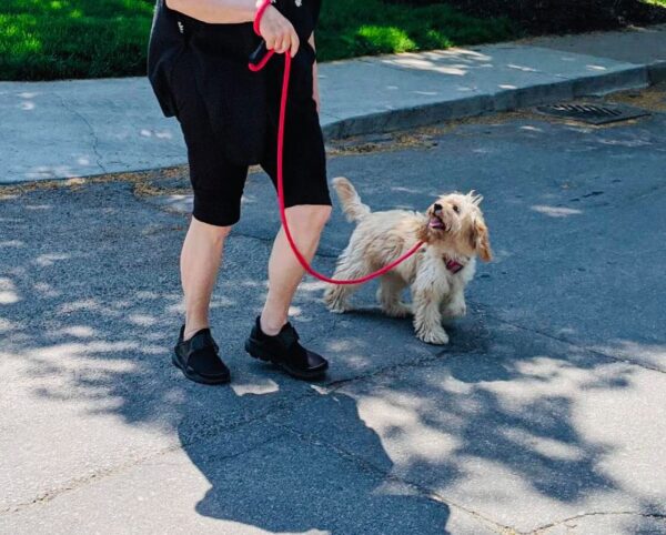Cockapoo loose leash walking