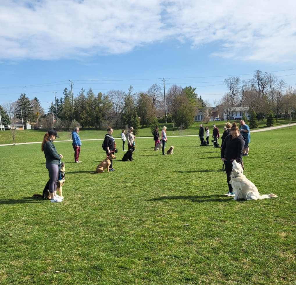 Group dog training sit