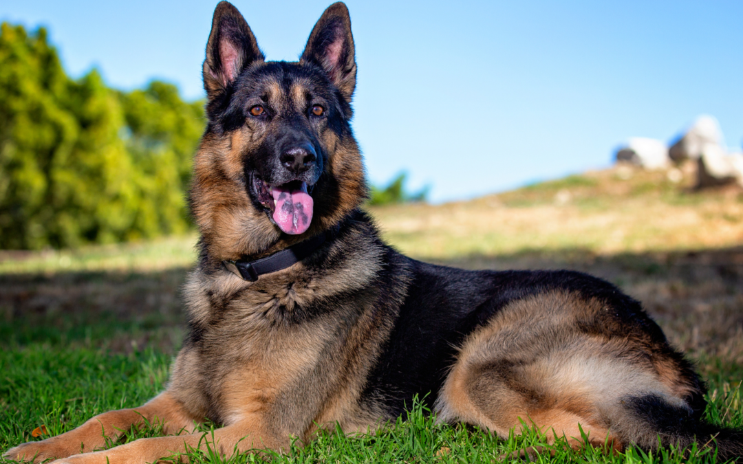 What was your dog bred to do?