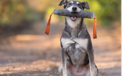 Why is play important for your dog?