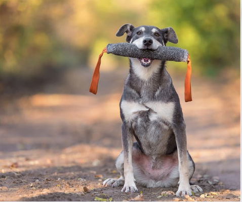 dog with tug toy