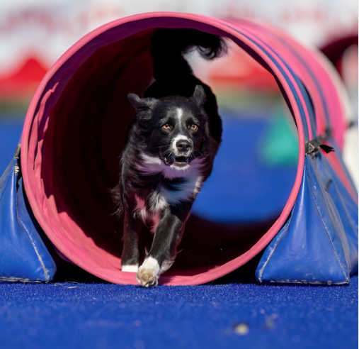 dog doing agility tunnel