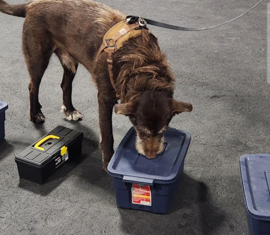 dog searching scent container