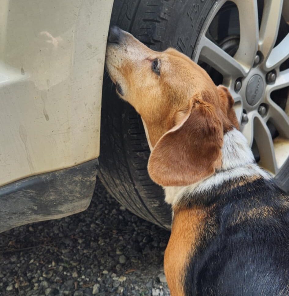 Beagle doing scent detection on vehicle