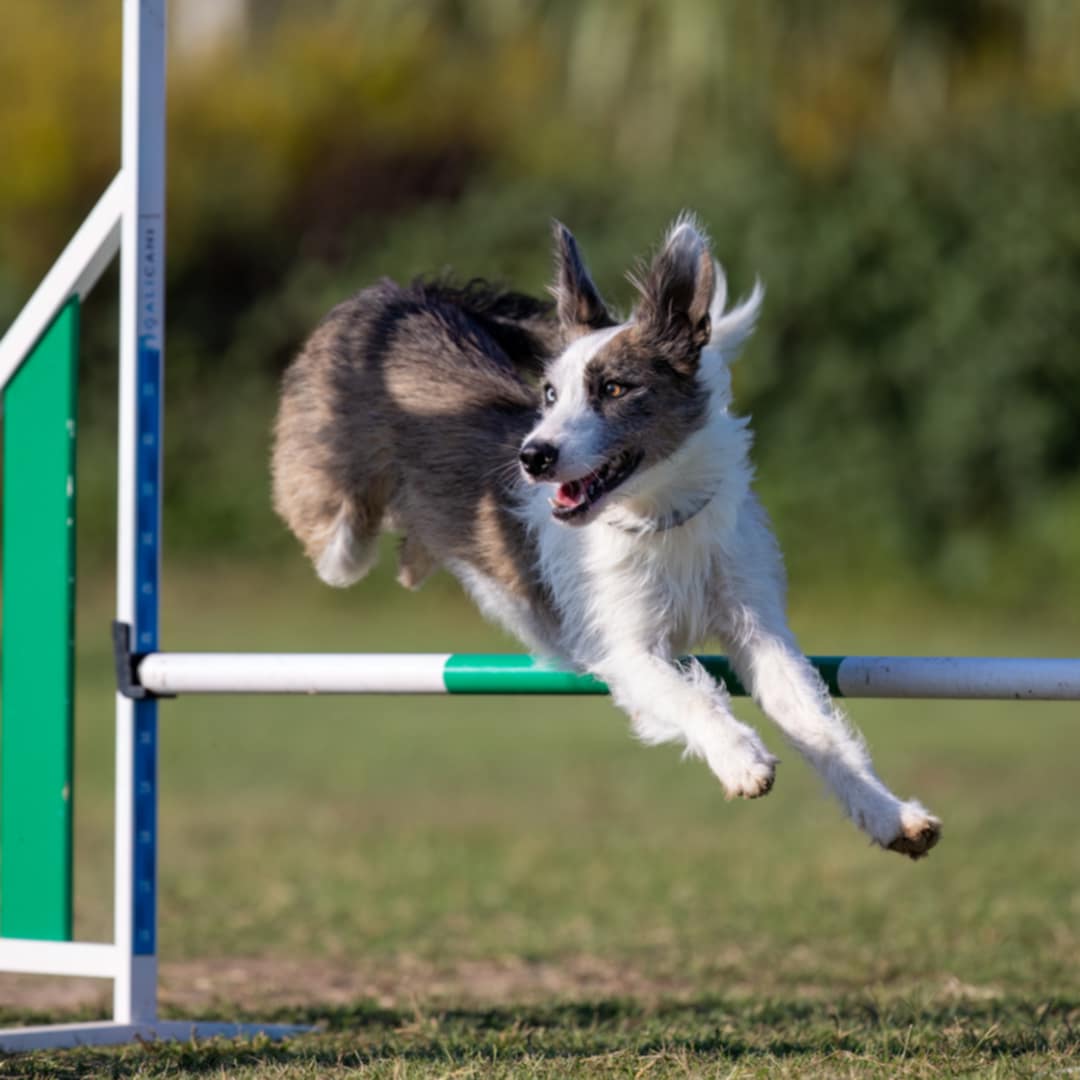 dog jumping in agility course