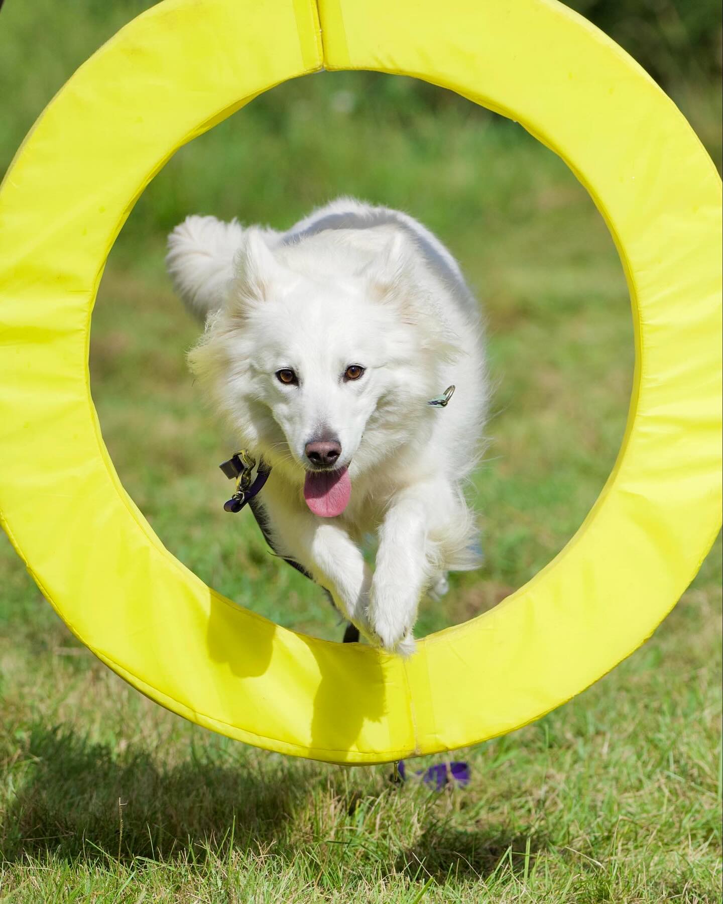 Beagle doing weave poles in agility