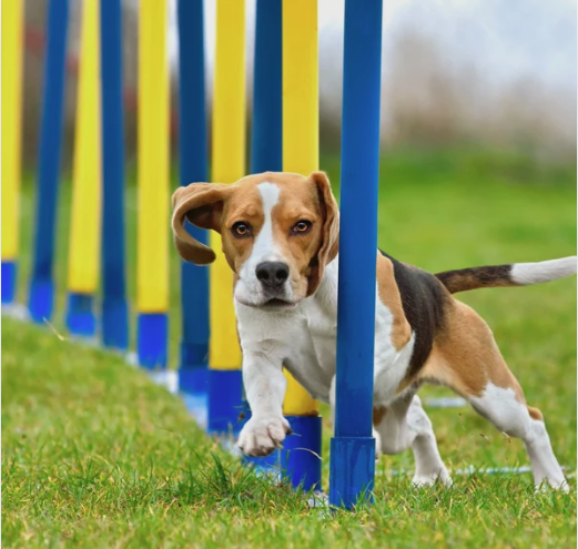 Beagle doing weave poles in agility