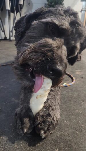 Aussie doodle eating rabbit foot