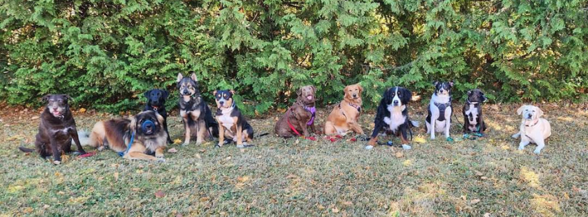 dog daycare simcoe norfolk county