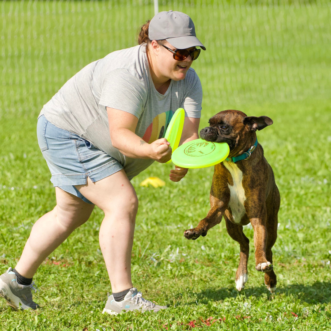 dog training hamilton